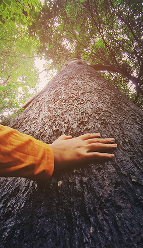 a hand reaches out to touch the textured bark of a tall tree surrounded by lush green foliage symbolizing the connection to nature and the importance of trees for the environment nine trees in the forest