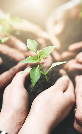 multiple hands nurturing a small green plant symbolizing growth hope and community efforts for a sustainable future